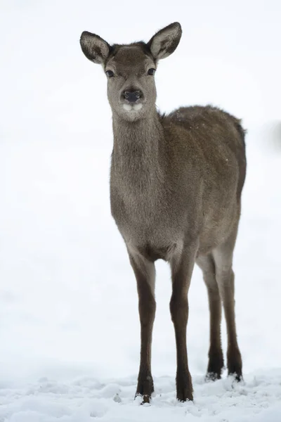 Red Deer Female Winter Cervus Elaphus — Stock Photo, Image