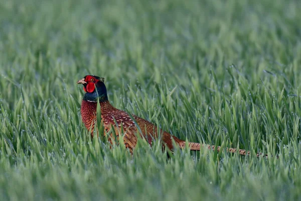 Pheasant Cock Grainfield Spring Phasianus Colchicus — Stock Photo, Image