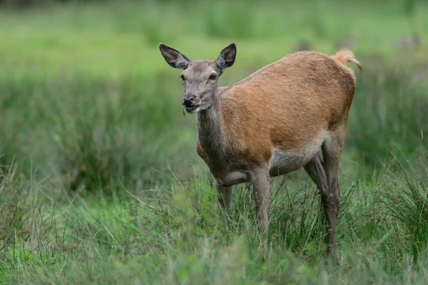 夏に牧草地に赤い鹿の女性 Cervus Elaphus — ストック写真