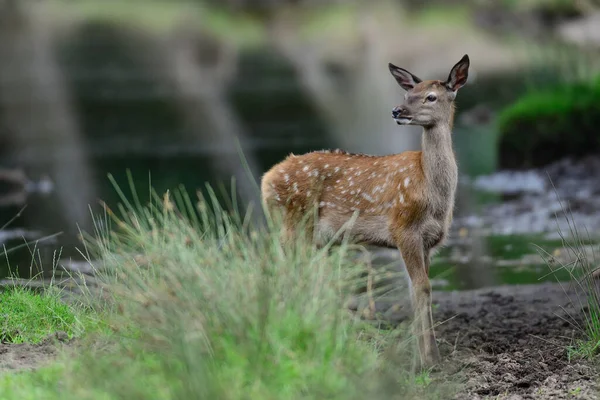 夏に赤い鹿の子牛 Cervus Elaphus — ストック写真