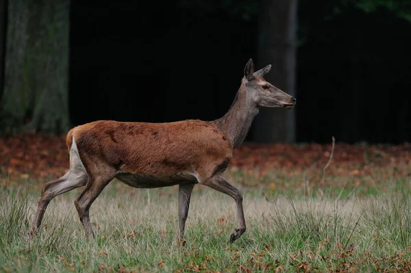 秋の森の中の赤い鹿 Cervus Elaphus — ストック写真
