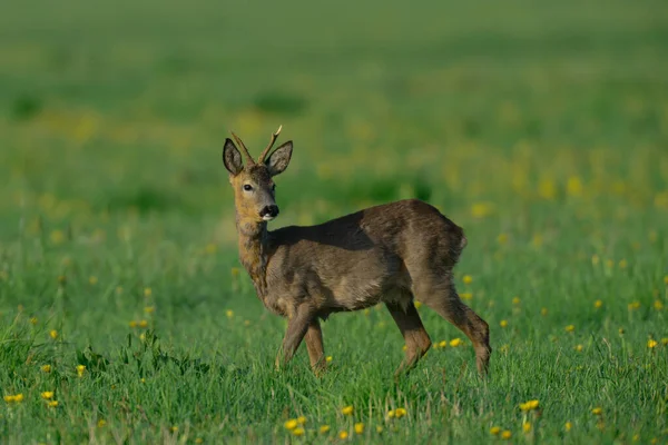 Roe Buck Sur Prairie Printemps Capreolus Capreolus — Photo