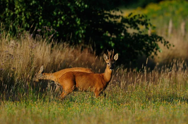 Roe Bok Met Vrouwtje Zomer Capreolus Capreolus — Stockfoto