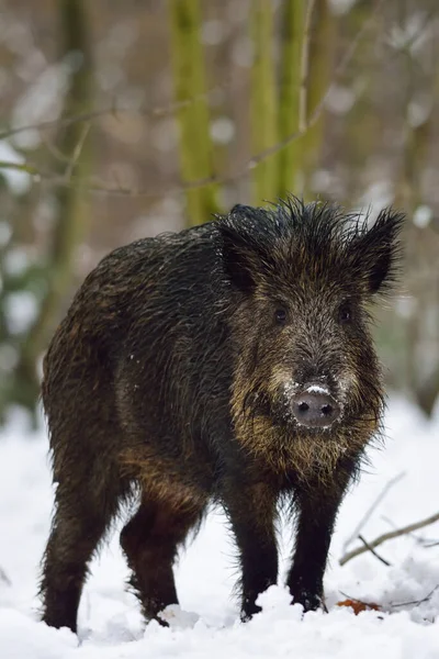 Wildschweine Winterwald Sus Scrofa — Stockfoto