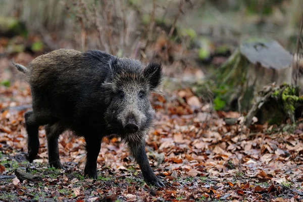 Wildschweine Wald Herbst Sus Scrofa — Stockfoto