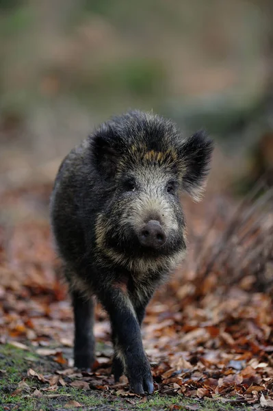 Wildschweine Wald Herbst Sus Scrofa — Stockfoto