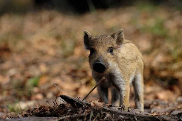 Wild boar piglet in the forest, spring, (sus scrofa)