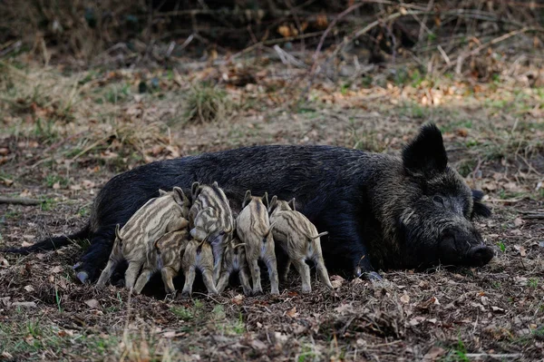 Wild boar piglets drink milk from her mother, spring (sus scrofa
