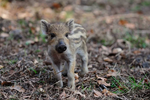 Wild boar piglet in the forest, spring,  (sus scrofa)
