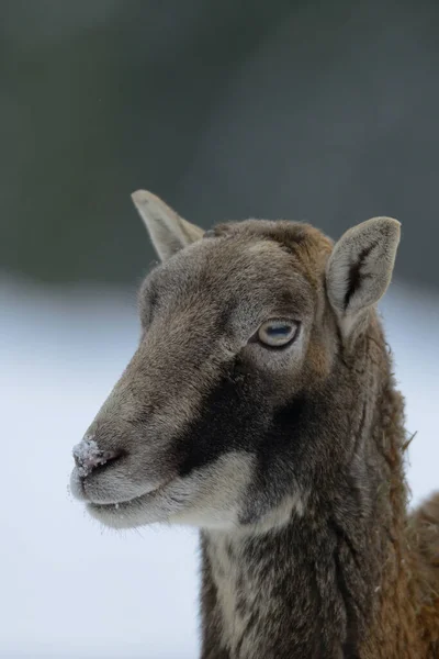 Mouflon female head portrait,  winter, (ovis aries)