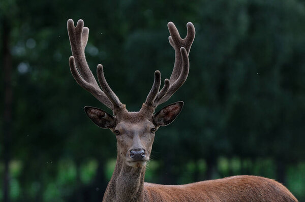 Red deer male portrait, summer, (cervus elaphus)