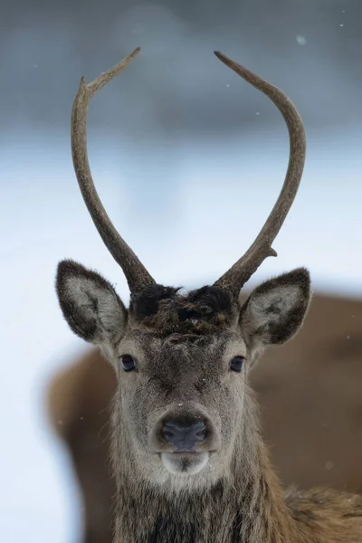 Red Deer Male Head Portrait Winter Cervus Elaphus — Stock Photo, Image