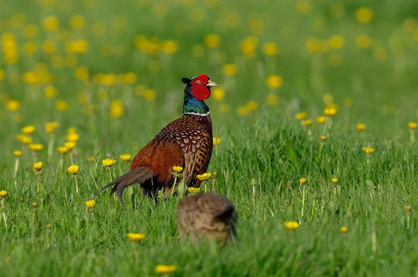 Polla Faisán Con Gallina Prado Flores Primavera Phasianus Colchicus — Foto de Stock