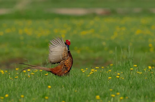Pheasant Cock Courtship Display Flower Meadow Spring Phasianus Colchicus — Stock Photo, Image