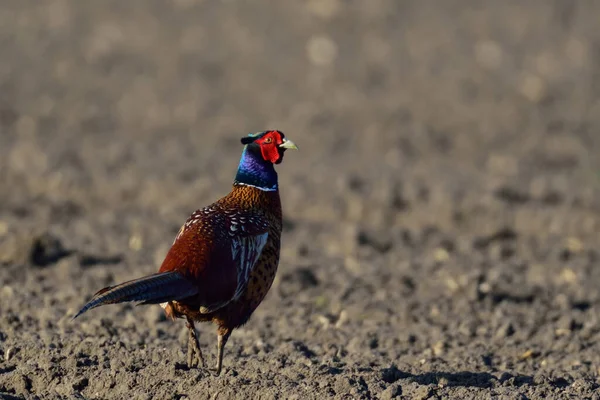 Sülün Horozu Tarlada Yayda Phasianus Colchicus — Stok fotoğraf