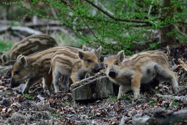 Wild boar piglets in the forest, spring, (sus scrofa)