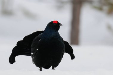 Siyah orman tavukları kar, İsveç ormanı, bahar ve tetrix 'te kur yapar.)