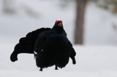 Siyah orman tavukları kar, İsveç ormanı, bahar ve tetrix 'te kur yapar.)