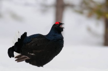 Siyah orman tavukları kar, İsveç ormanı, bahar ve tetrix 'te kur yapar.)