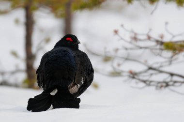 Siyah orman tavukları kar, İsveç ormanı, bahar ve tetrix 'te kur yapar.)