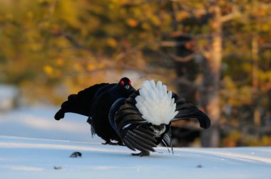 Siyah orman tavukları kar, İsveç ormanı, bahar ve tetrix 'te kur yapar.)
