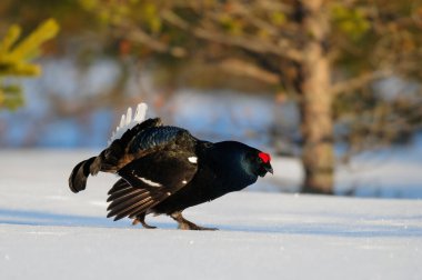 Siyah orman tavukları kar, İsveç ormanı, bahar ve tetrix 'te kur yapar.)