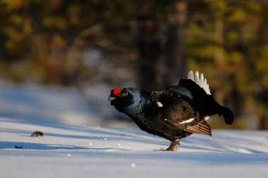 Siyah orman tavukları kar, İsveç ormanı, bahar ve tetrix 'te kur yapar.)