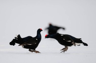 İsveç ormanlarında, baharda, karların üzerinde savaşan siyah orman tavuğu horozu, (tetrao tetrix)