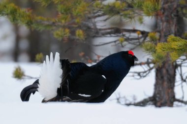 Siyah orman tavukları kar, İsveç ormanı, bahar ve tetrix 'te kur yapar.)