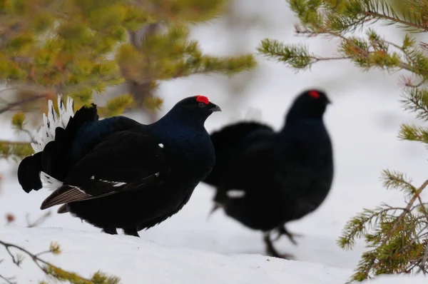 Grouse Preto Fazer Exibição Namoro Neve Floresta Sueca Primavera Tetrao — Fotografia de Stock