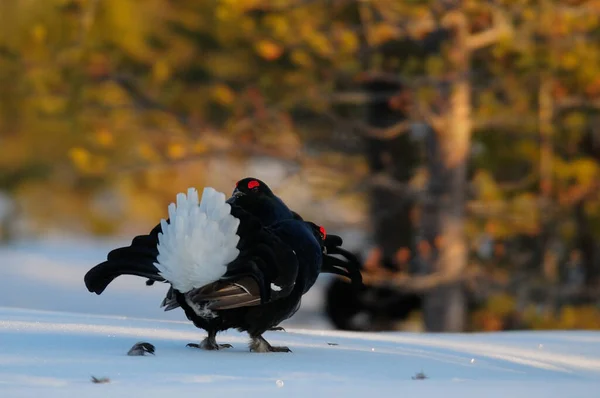 Tétras Noir Font Étalage Parade Nuptiale Sur Neige Forêt Suédoise — Photo