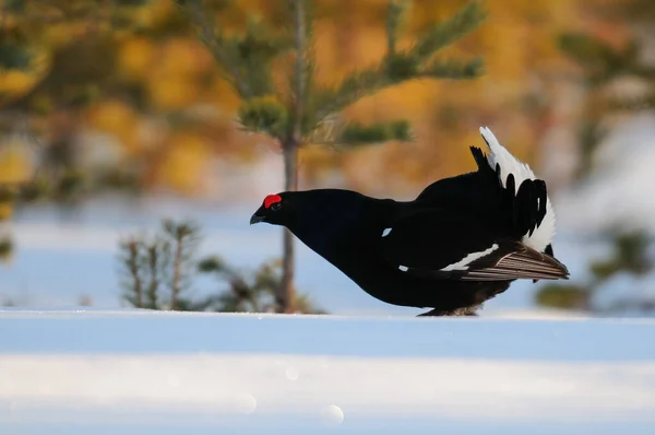 Grouse Preto Fazer Exibição Namoro Neve Floresta Sueca Primavera Tetrao — Fotografia de Stock