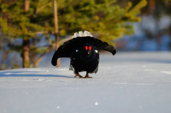 Gallo Nero Fanno Mostra Corteggiamento Sulla Neve Foresta Svedese Primavera — Foto Stock