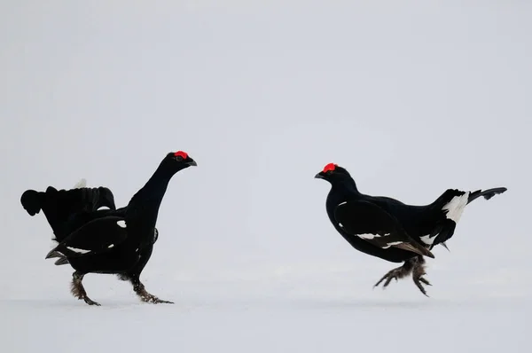 Tétras Lyre Bat Sur Neige Dans Forêt Suédoise Printemps Tetrao — Photo