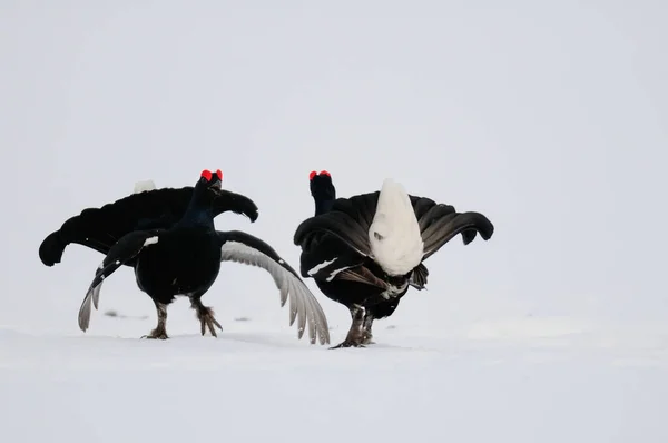 スウェーデンの森春の雪の上で戦う黒草コック 四重奏曲 — ストック写真