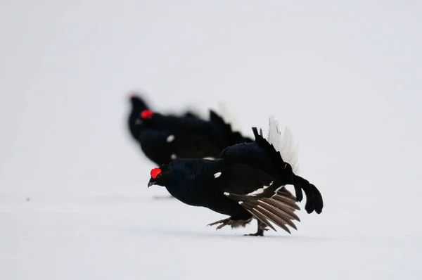 Grouse Preto Fazer Exibição Namoro Neve Floresta Sueca Primavera Tetrao — Fotografia de Stock