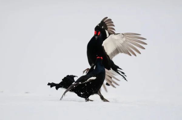 Svart Ripa Kuk Slåss Snö Den Svenska Skogen Vår Tetrao — Stockfoto