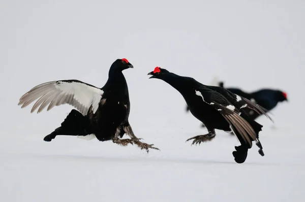 Preto Grouse Galo Lutando Neve Floresta Sueca Primavera Tetrao Tetrix — Fotografia de Stock