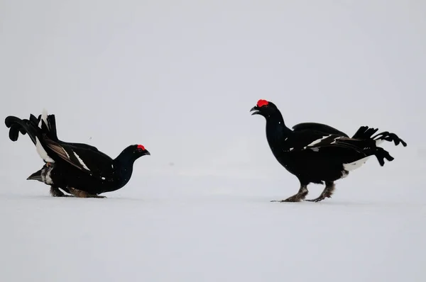 Tétras Lyre Bat Sur Neige Dans Forêt Suédoise Printemps Tetrao — Photo