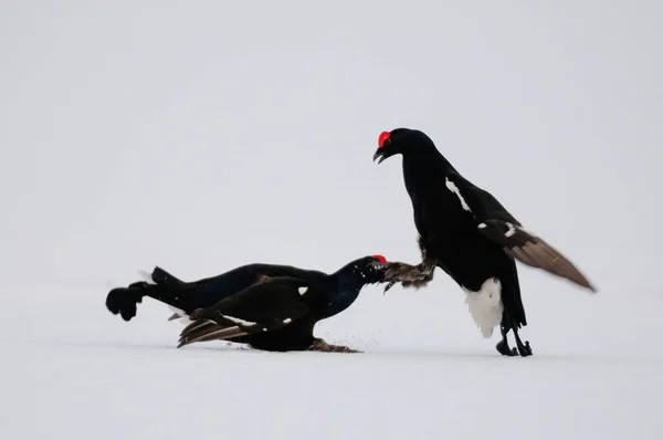 スウェーデンの森春の雪の上で戦う黒草コック 四重奏曲 — ストック写真
