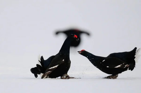 スウェーデンの森春の雪の上で戦う黒草コック 四重奏曲 — ストック写真