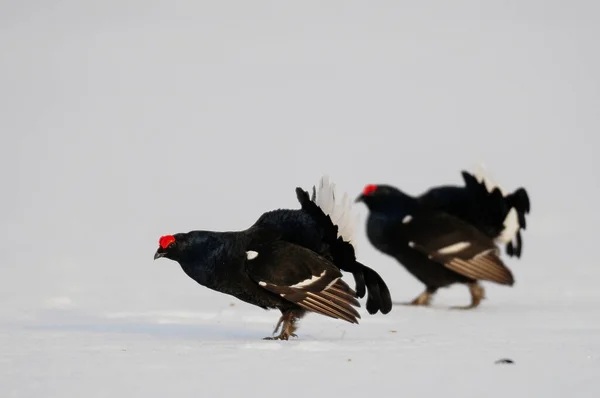 Black Grouse Make Courtship Display Snow Swedish Forest Spring Tetrao — Stock Photo, Image