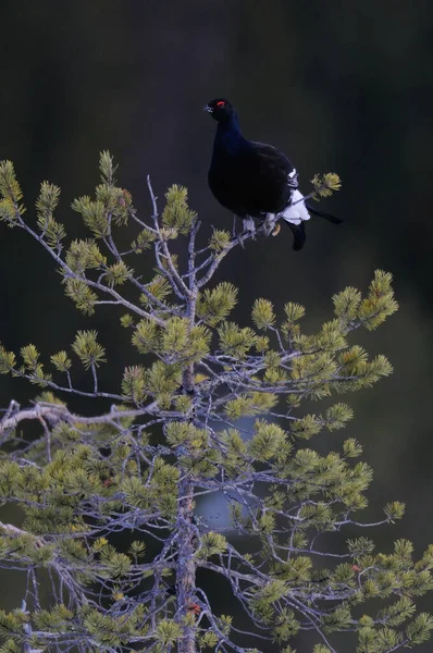 Siyah Orman Tavukları Kar Sveç Ormanı Bahar Tetrix Kur Yapar — Stok fotoğraf