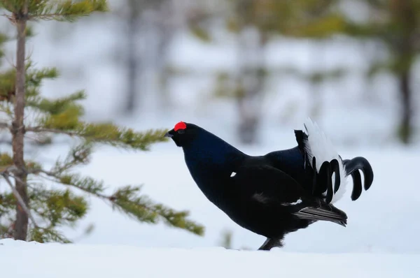 Urogallo Negro Hacer Exhibición Cortejo Nieve Bosque Sueco Primavera Tetrao —  Fotos de Stock