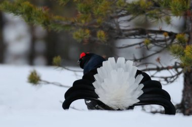 Siyah orman tavukları kar, İsveç ormanı, bahar ve tetrix 'te kur yapar.)