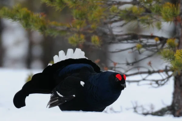 Urogallo Negro Hacer Exhibición Cortejo Nieve Bosque Sueco Primavera Tetrao — Foto de Stock