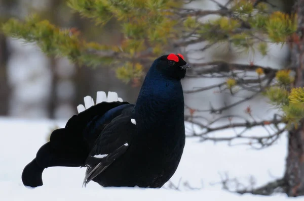 Grouse Preto Fazer Exibição Namoro Neve Floresta Sueca Primavera Tetrao — Fotografia de Stock