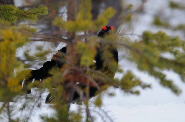 Grouse Preto Fazer Exibição Namoro Neve Floresta Sueca Primavera Tetrao — Fotografia de Stock