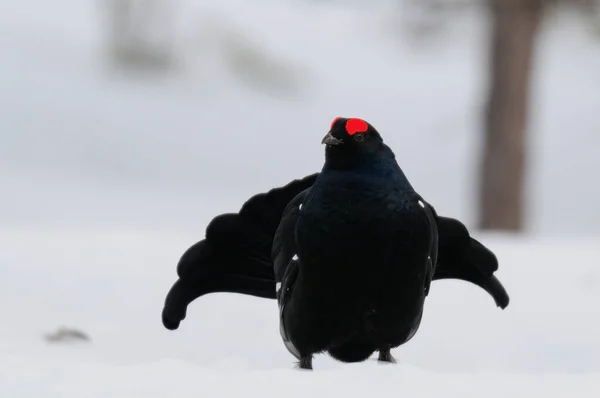 Grouse Preto Fazer Exibição Namoro Neve Floresta Sueca Primavera Tetrao — Fotografia de Stock