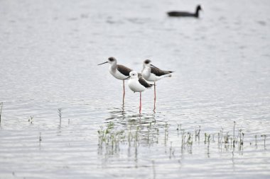 Kara Kanatlı Uçurtma Kuşu